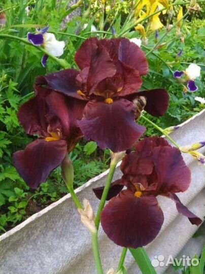 Ирисы бородатые #2
