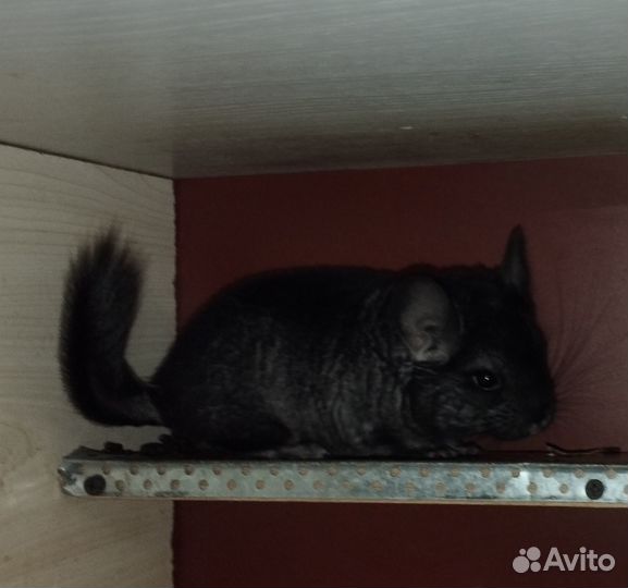 Шиншилленок эбони, девочка, 2мес