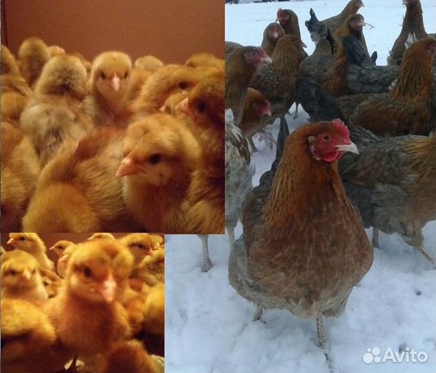 Цыплята раздельно курочки и петушки