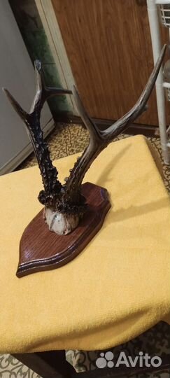 Рога косули