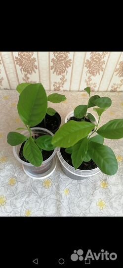 Лимонное дерево