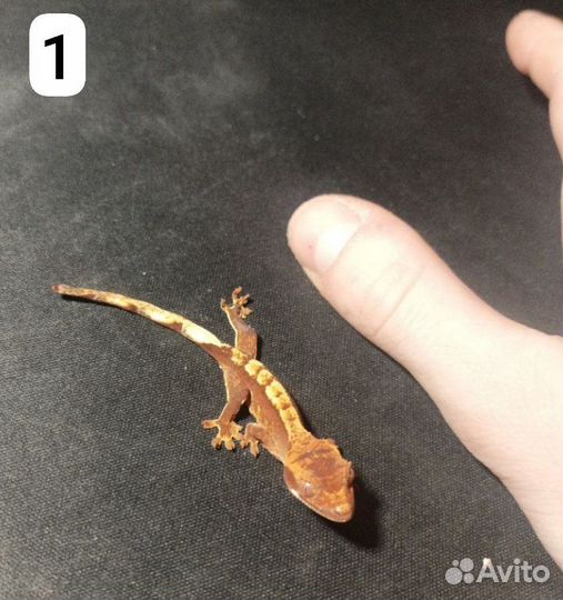 Детёныши гекконов бананоедов