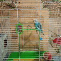 Волнистый попугай с клеткой