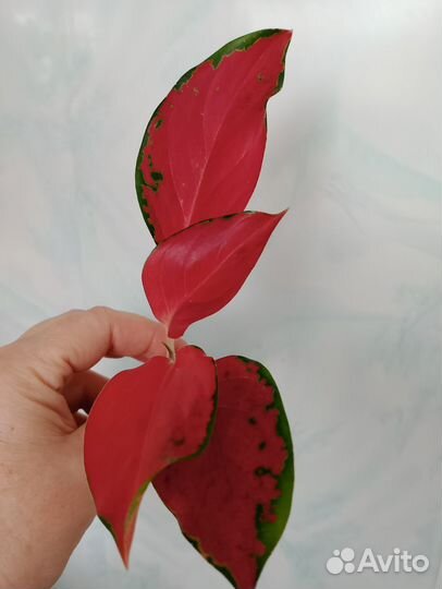 Аглаонемы детки и подростки