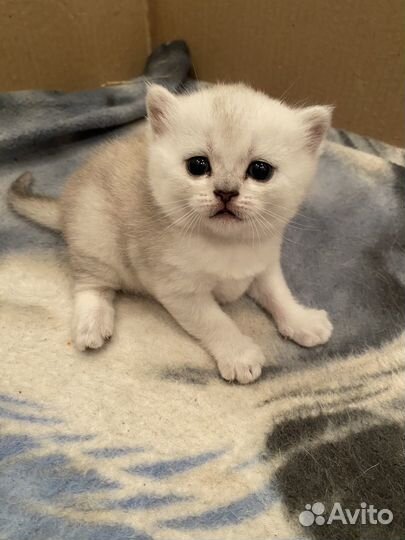 Шотландские котята