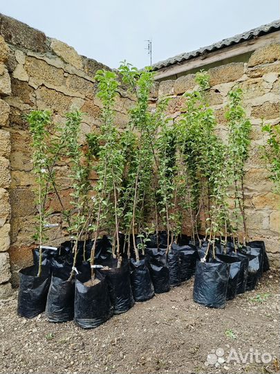 Саженцы плодовых деревьев в контейнере