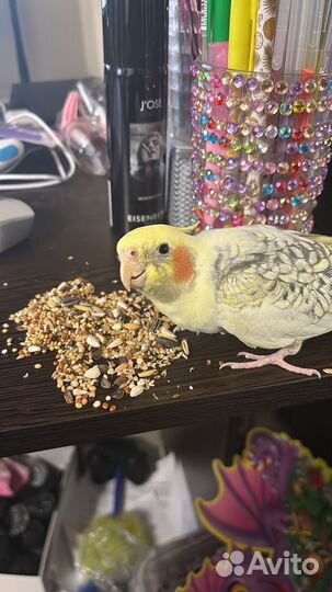 Попугай корелла с клеткой