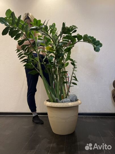 Замиокулькас