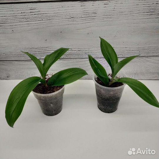 Традесканция