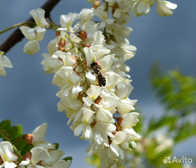 Семена и саженцы розовой белой и желтой акации
