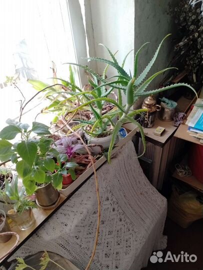 Комнатные цветы
