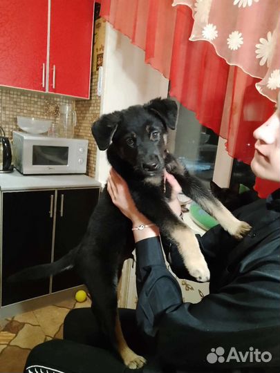 Собака в добрые руки отдам бесплатно