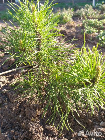 Сосна горная