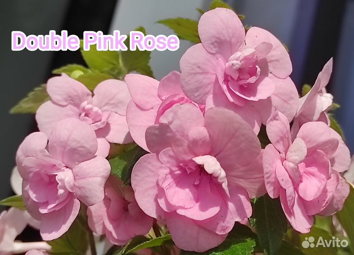 Ахименес -Double Pink Rose