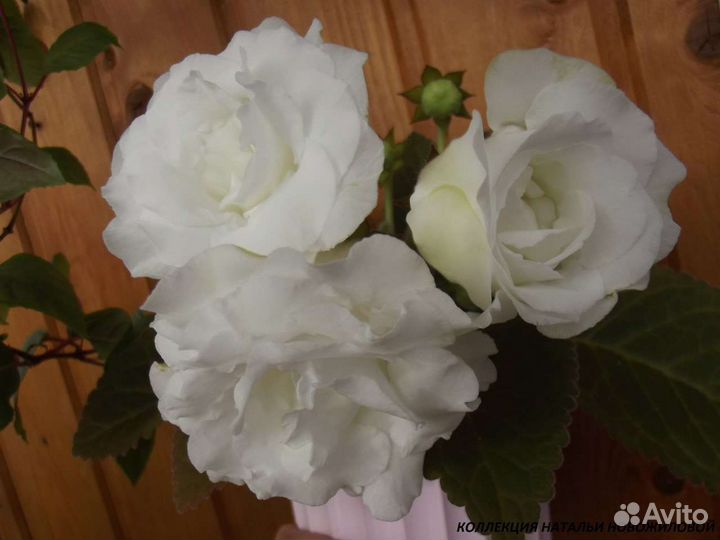 Сортовые глоксинии. Сортов больше, пишите скину