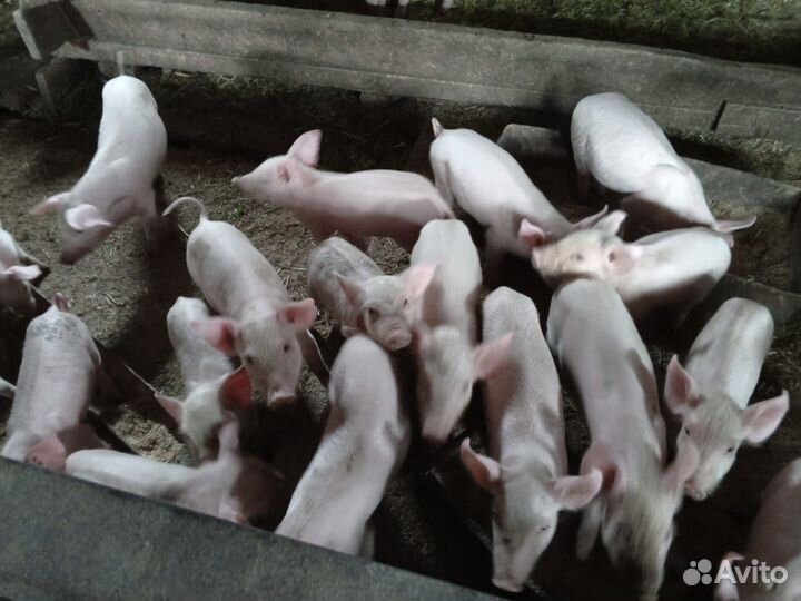 Поросенок ландрас