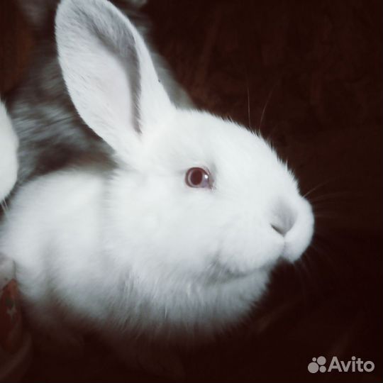 Кролики, крольчата, крольчатина. Мясо кроликов