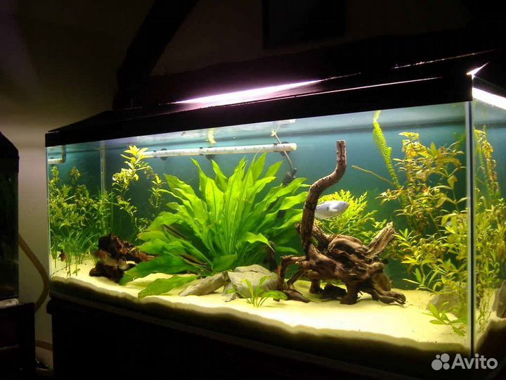 Обслуживание аквариума