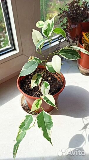 Комнатные цветы N 3