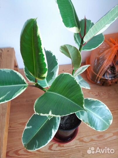 Фикус каучуконосный пестролистный