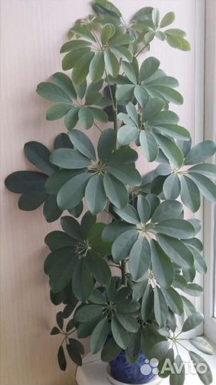 Растения шефлера