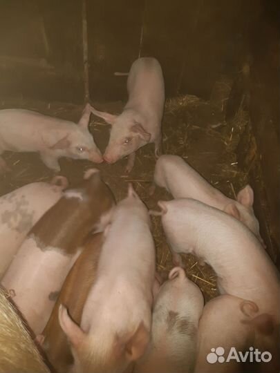 Поросята