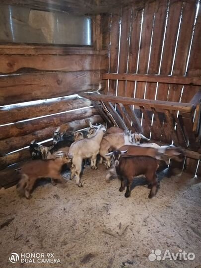 Козлята