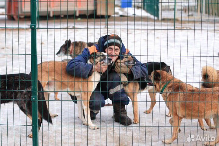 Работник Приюта - Смотритель за животными (собаки)