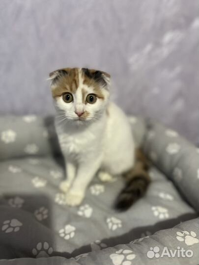 Котенок девочка в добрые руки