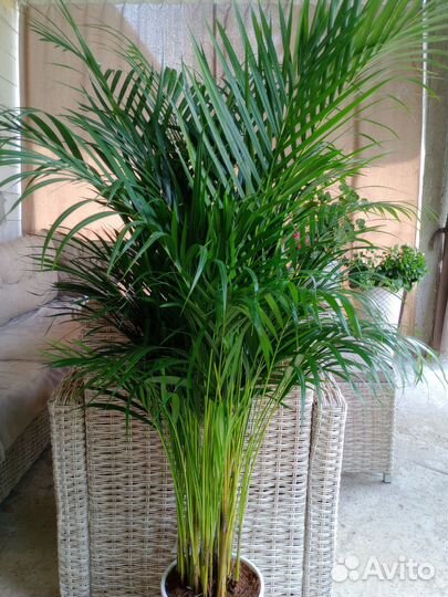 Пальма Арека Дипсис