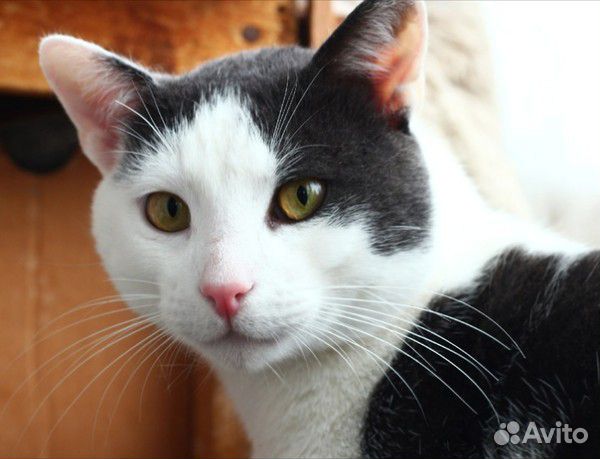 Котик в добрые руки