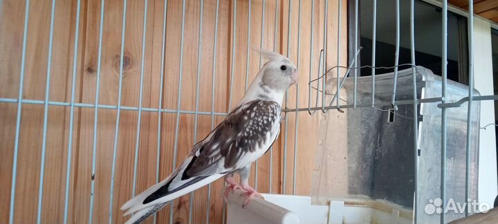 Попугай корелла