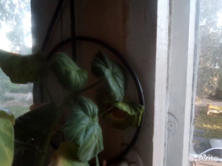 Домашние цветы