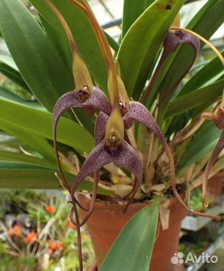 Masdevallia colossus