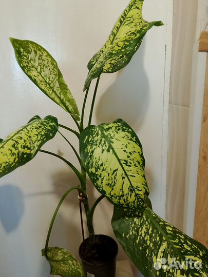 Диффенбахия