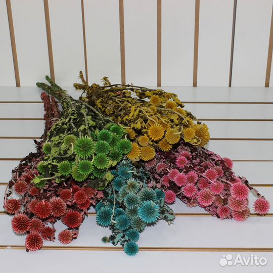 Сухоцветы Лагурус