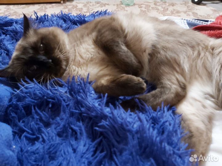 Британский кот для вязки