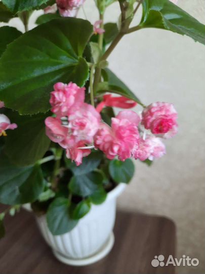 Бегония вечноцветущая махровая