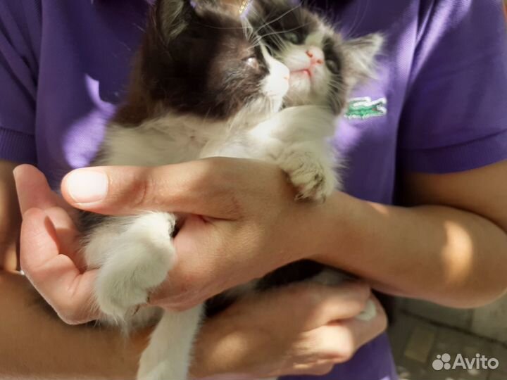 Отдаем питомцев в добрые руки