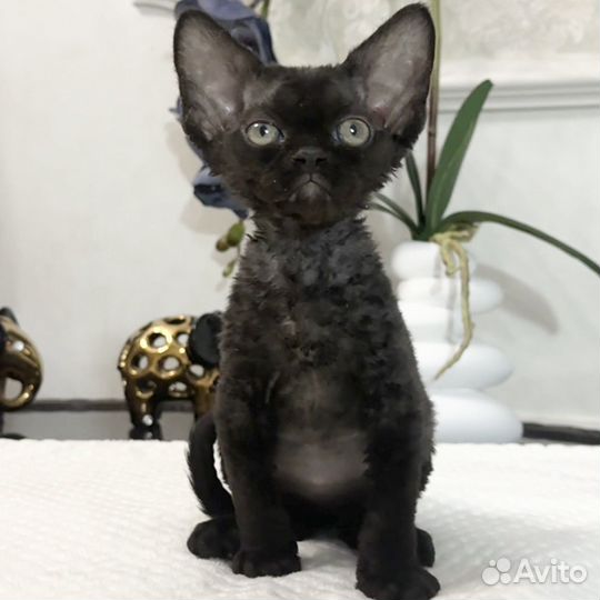 Черный мальчик