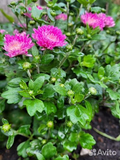 Садовые растения