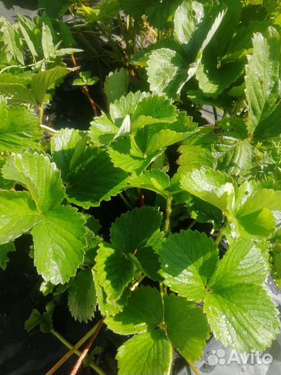 Рассада клубники