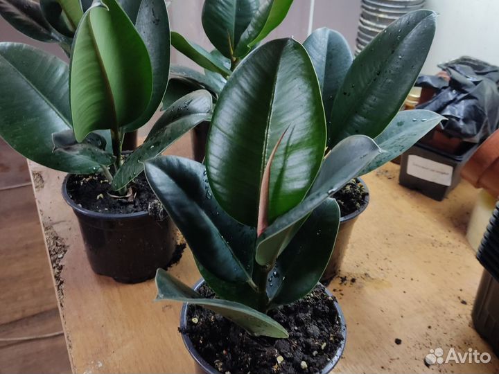 Фикус каучуконосный эластика