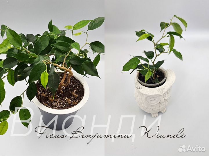 Фикусы сортовые часть 1