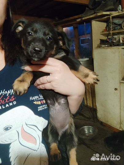 Щенки помесь