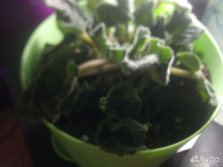 Фиалка розовая