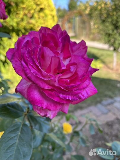 Черенки роз