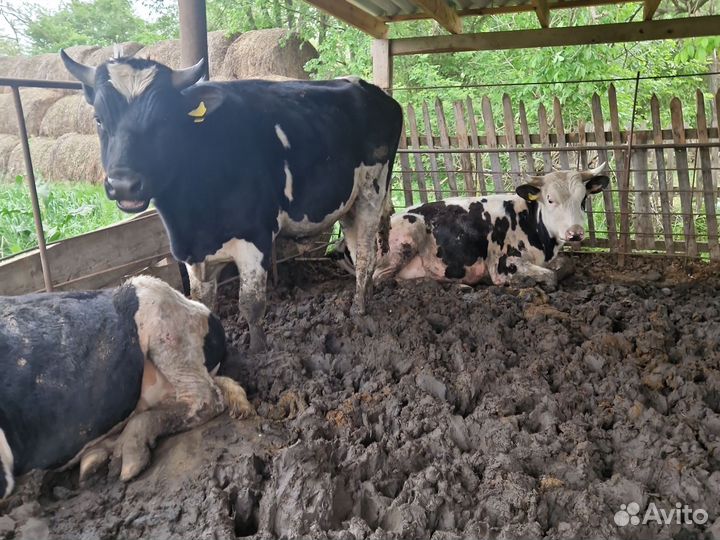 Бычки и быки на мясо