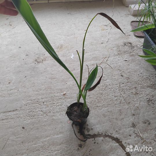 Растения для пруда и водоема Нимфея,Канны