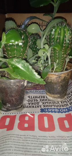 Кактус детки